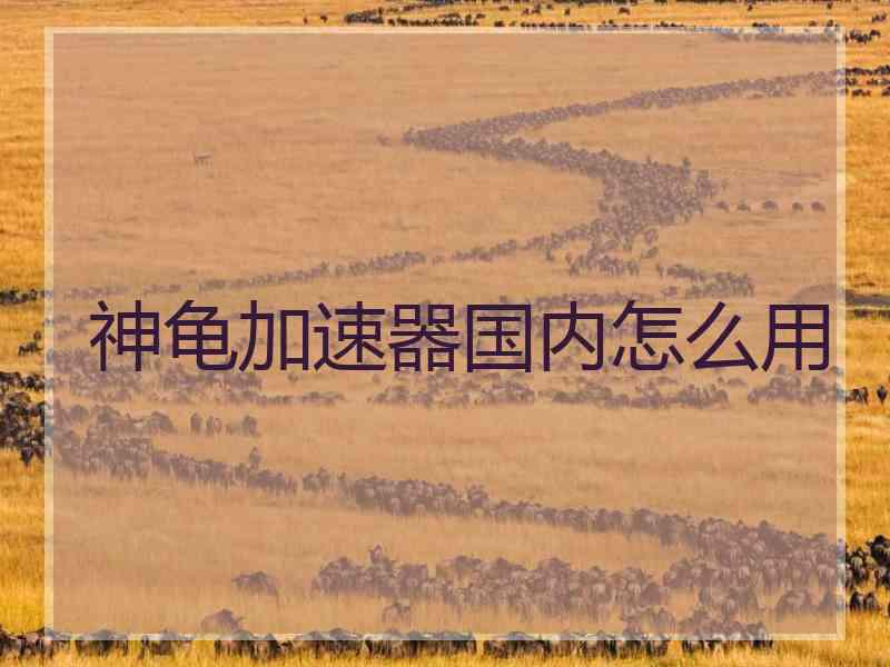 神龟加速器国内怎么用 神龟加速器国内怎么用
