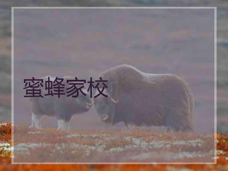蜜蜂家校 蜜蜂家校