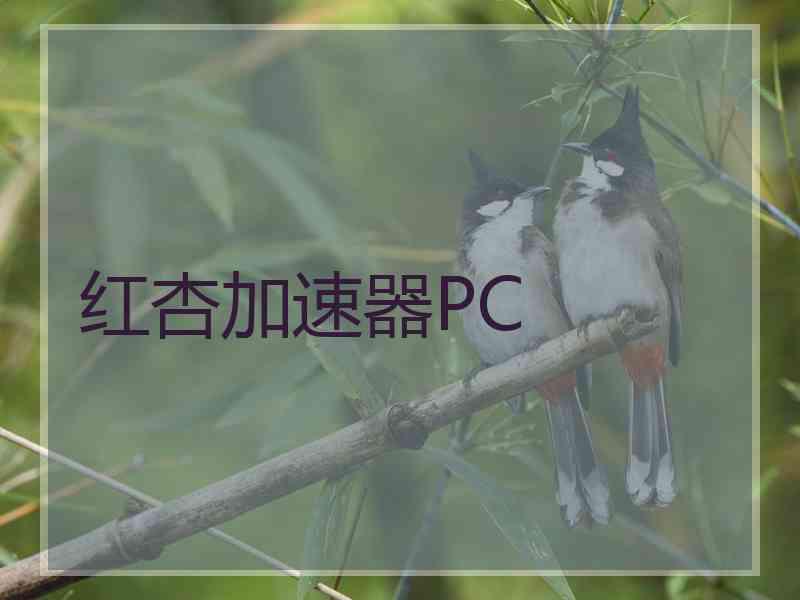 红杏加速器PC
