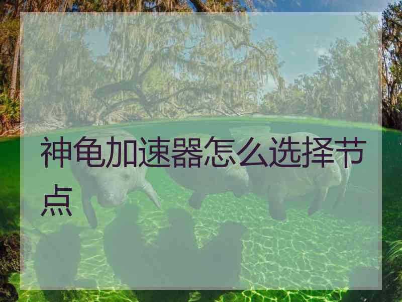 神龟加速器怎么选择节点