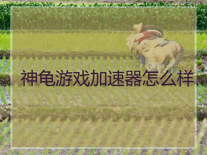 神龟游戏加速器怎么样