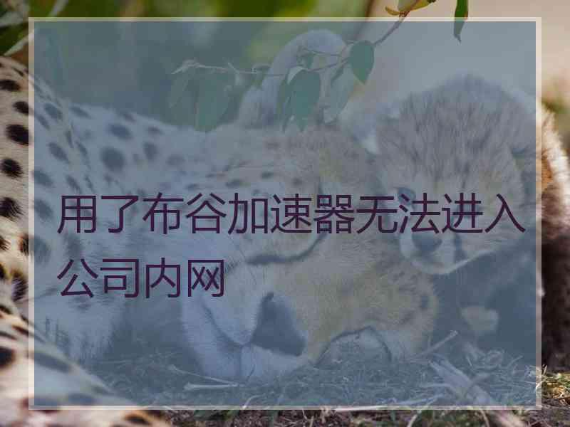 用了布谷加速器无法进入公司内网