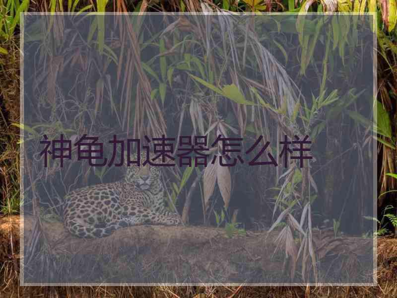 神龟加速器怎么样